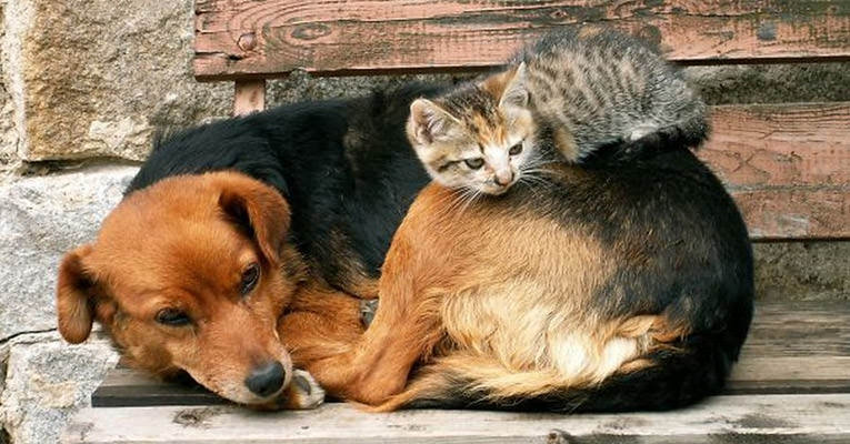 Kedi ve Köpeklerin Uyku Dostluğu